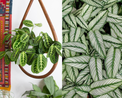 patterned plants